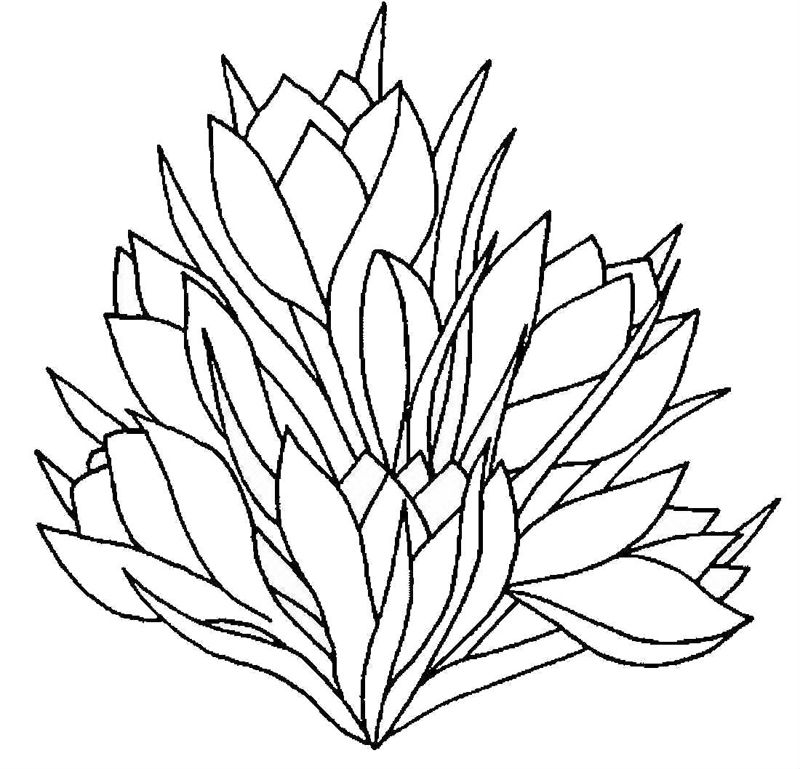 Ghiocei