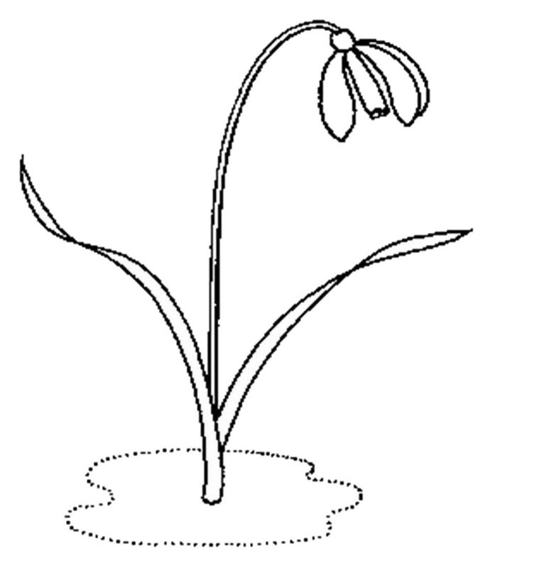 Ghiocei