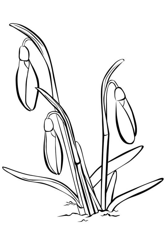 Ghiocei