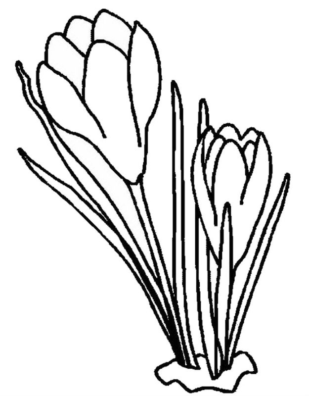 Ghiocei