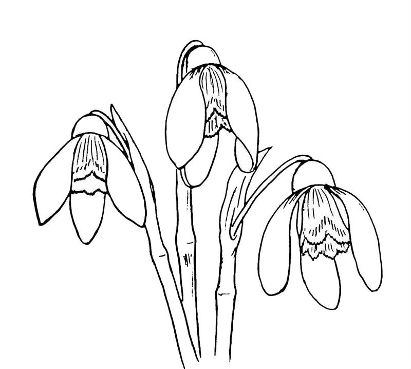 Ghiocei