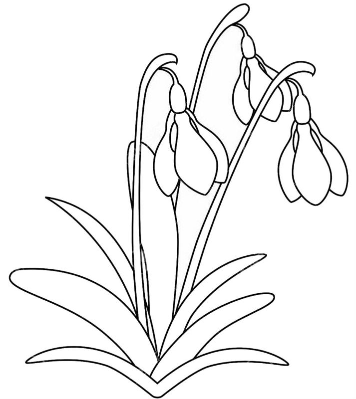 Ghiocei