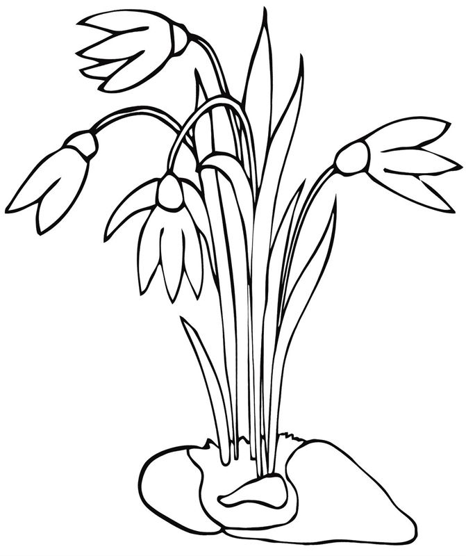 Ghiocei