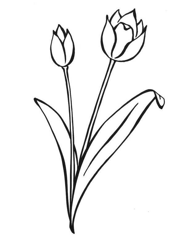 Ghiocei