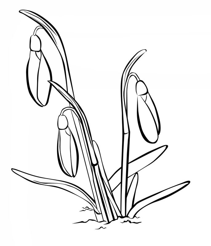 Ghiocei