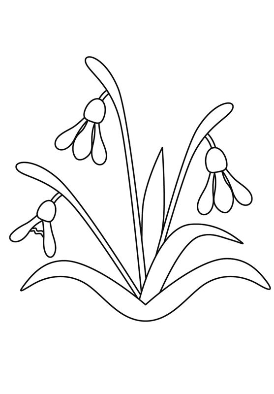 Ghiocei