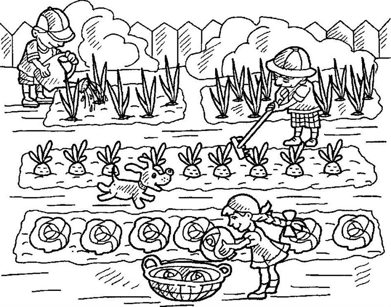 Gradina de legume