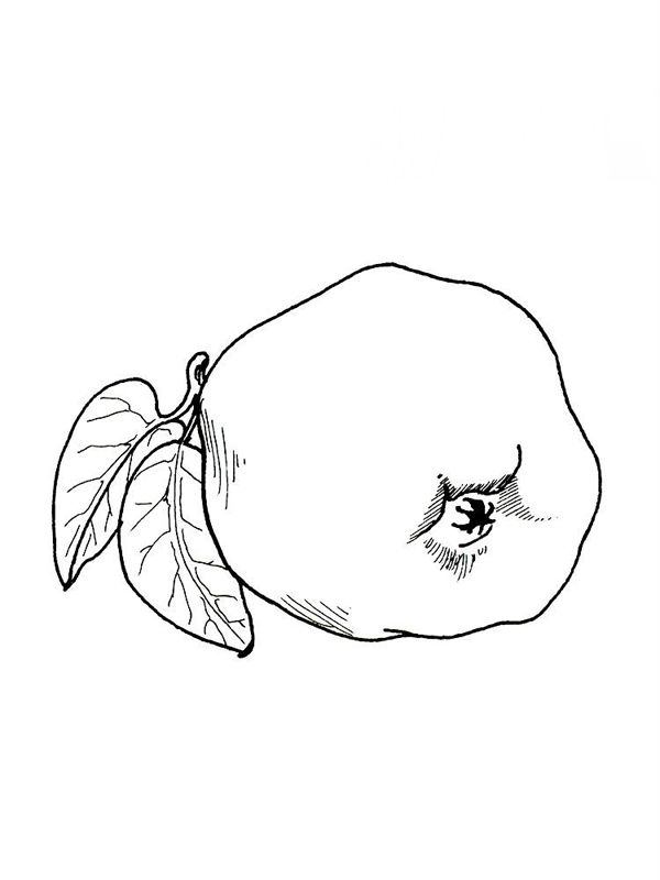 Gutui