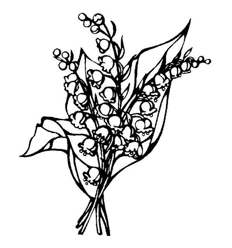Lacramioare