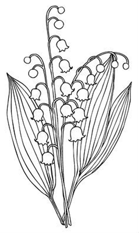 Lacramioare