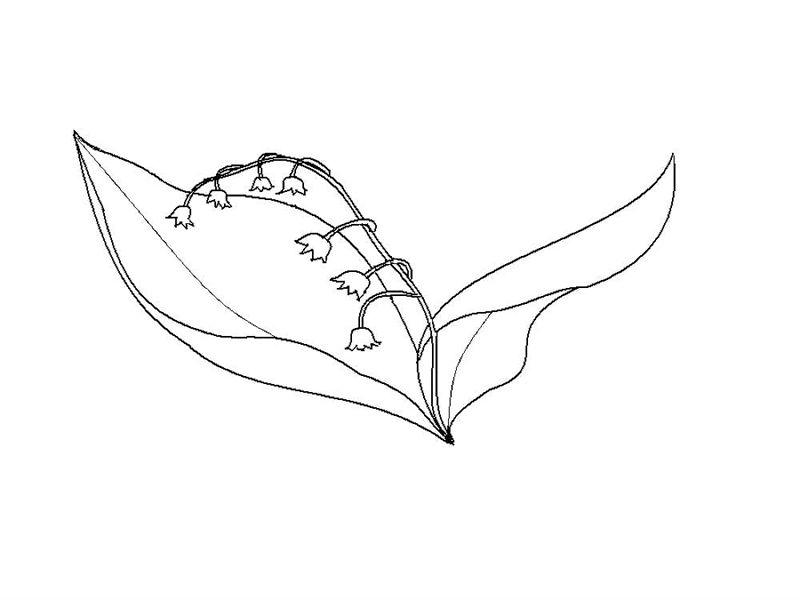 Lacramioare
