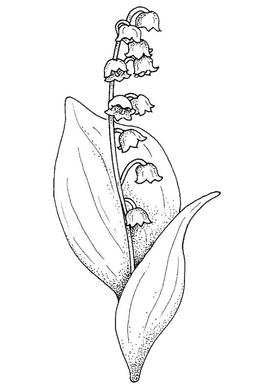 Lacramioare