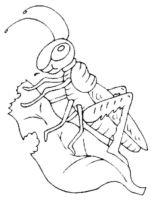 Lacuste