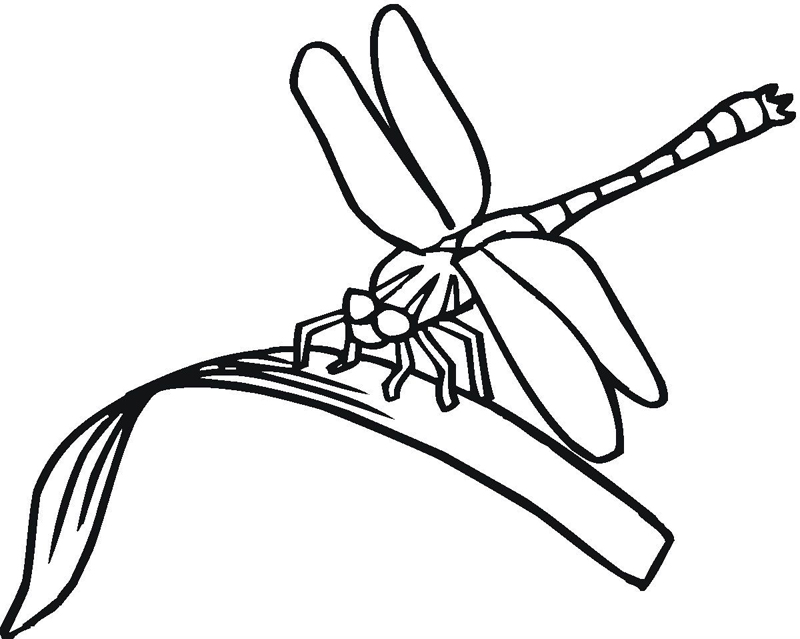 Libelule