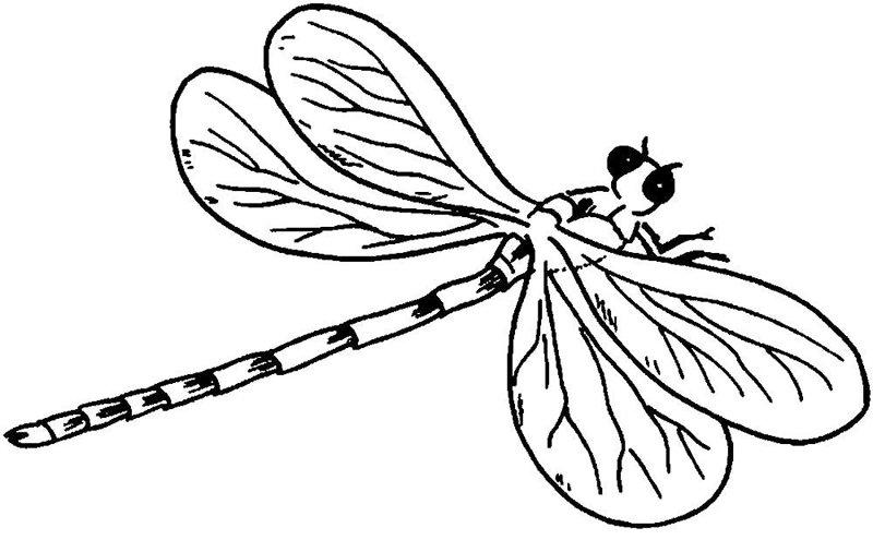 Libelule