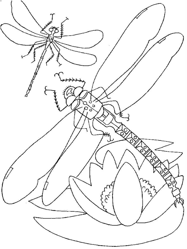 Libelule
