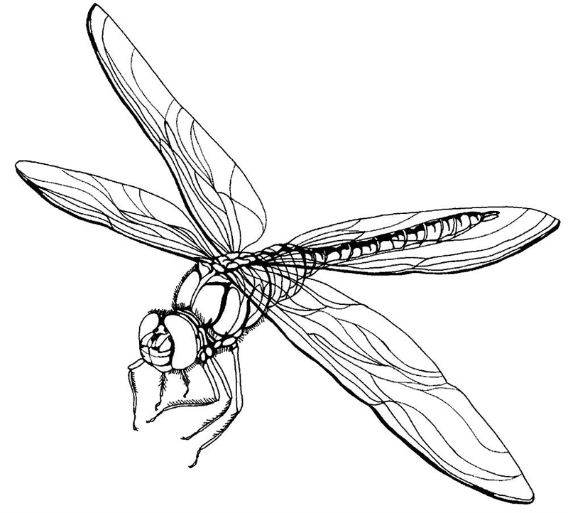 Libelule