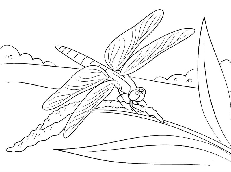 Libelule