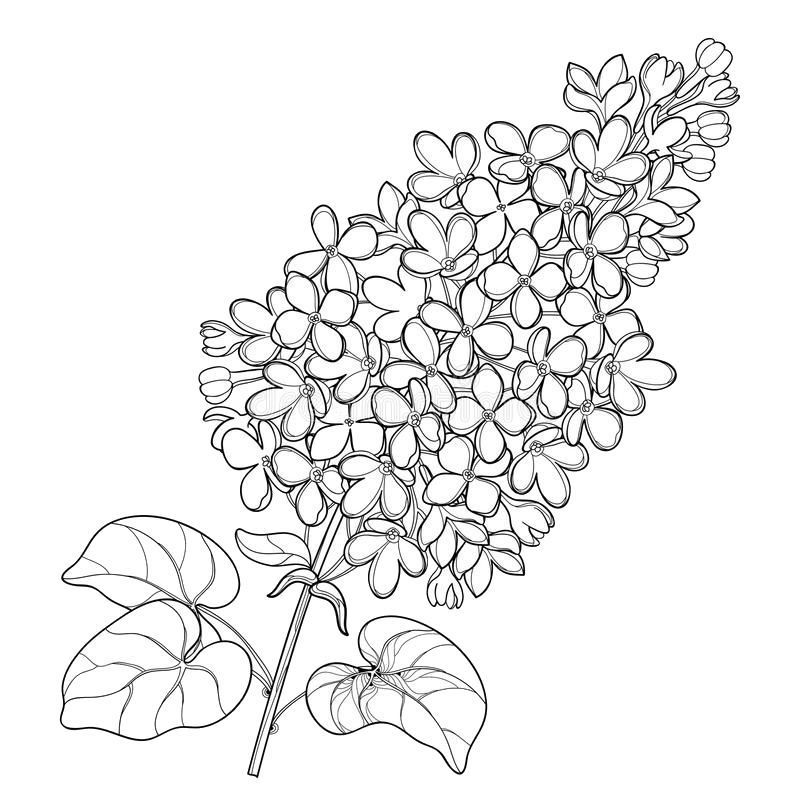 Liliac