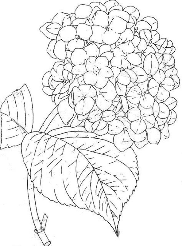 Liliac