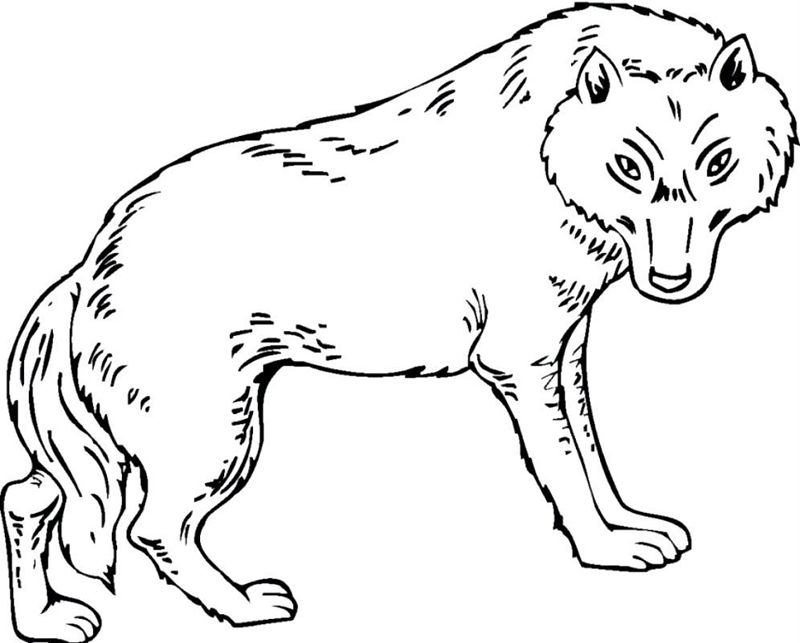 Lupi