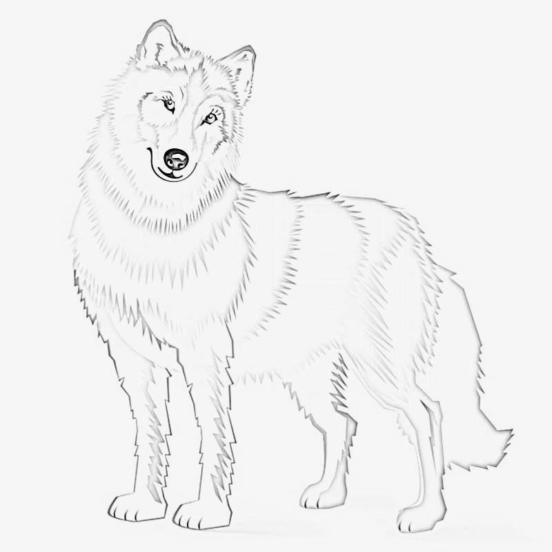 Lupi