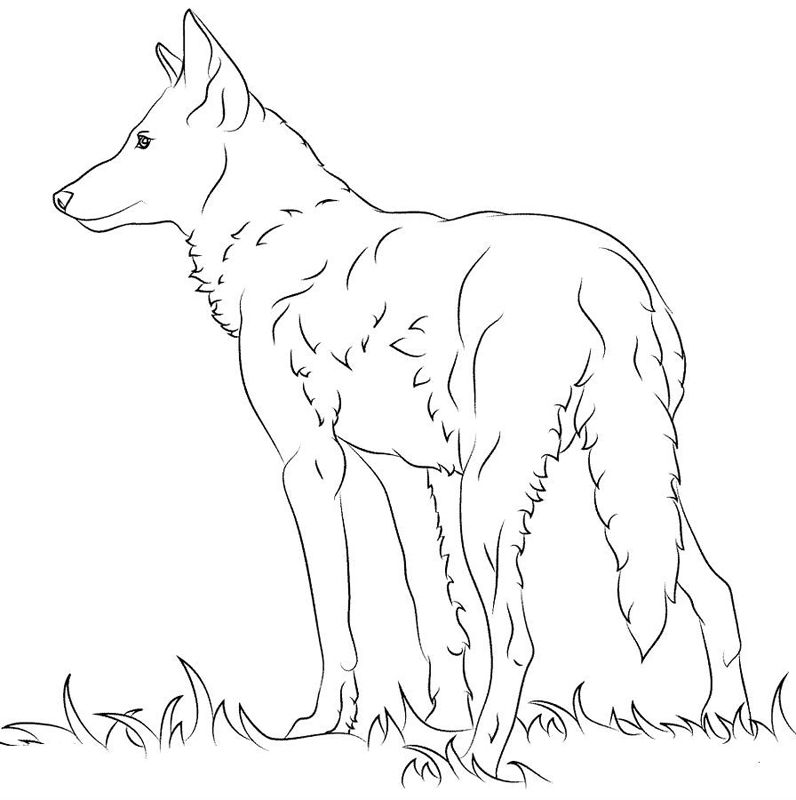 Lupi