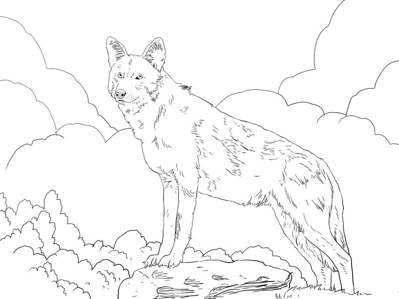 Lupi