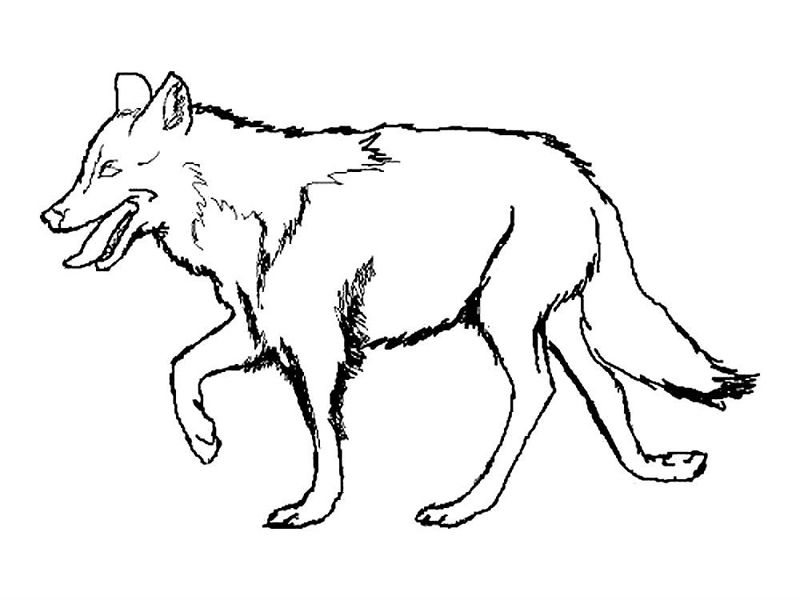 Lupi