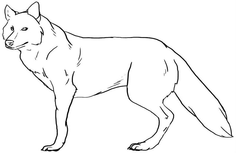 Lupi