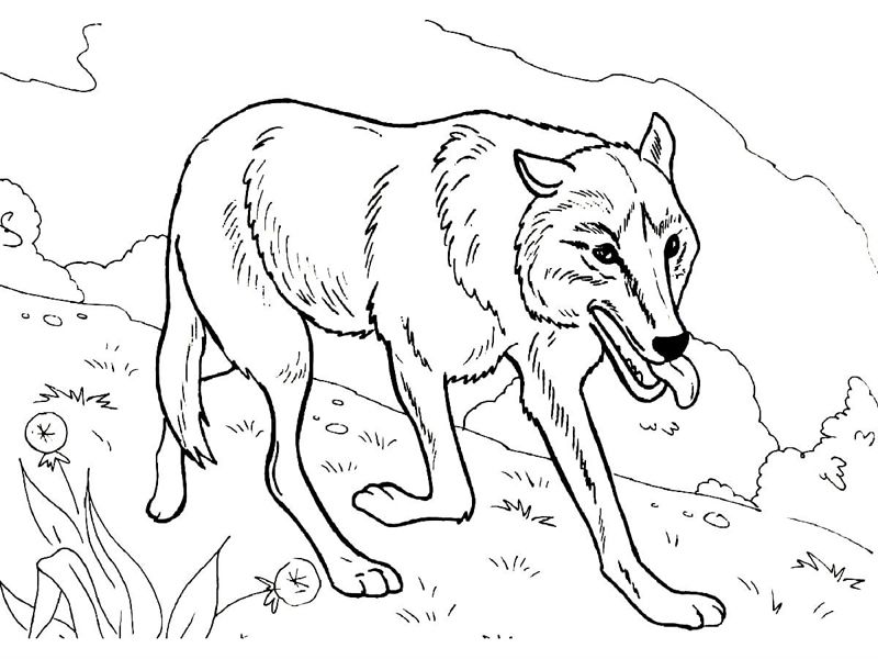 Lupi