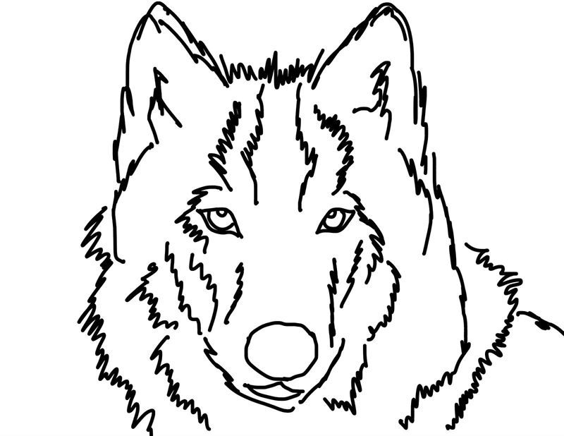 Lupi
