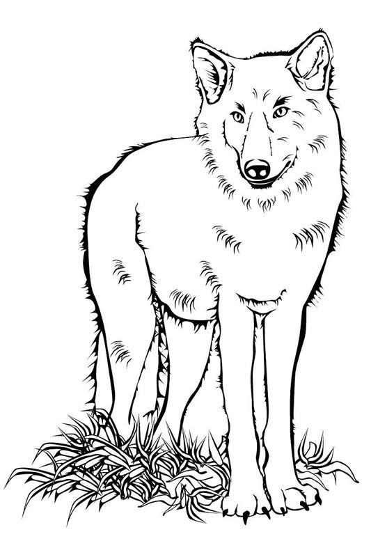 Lupi