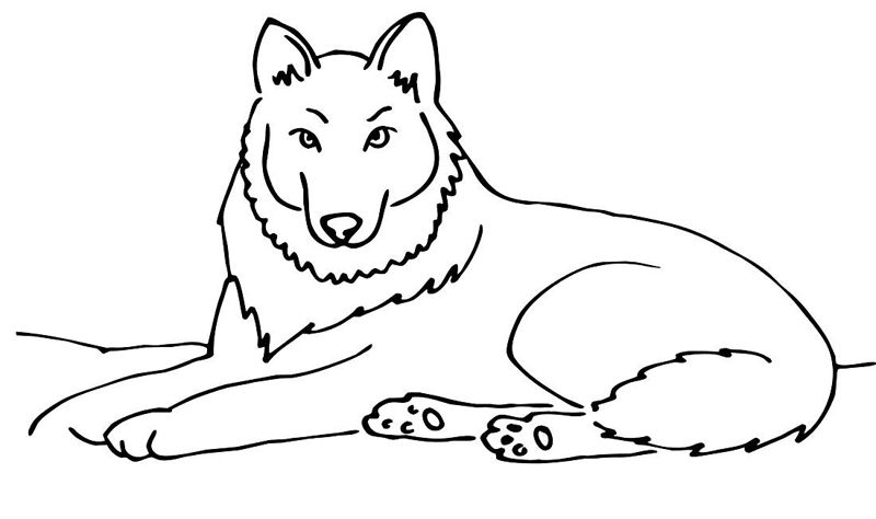 Lupi