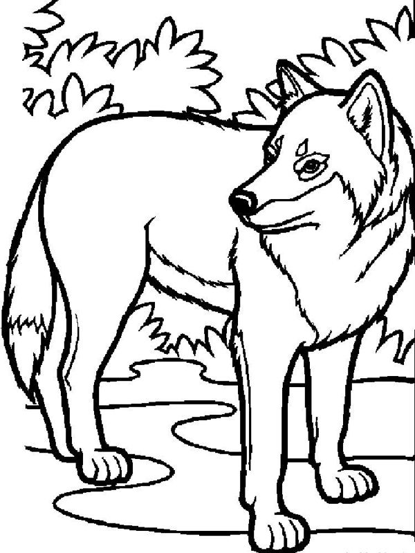 Lupi