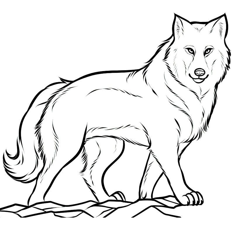 Lupi