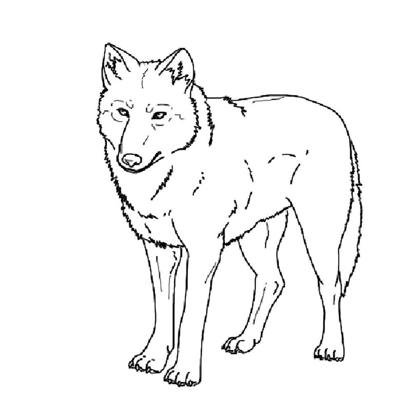 Lupi