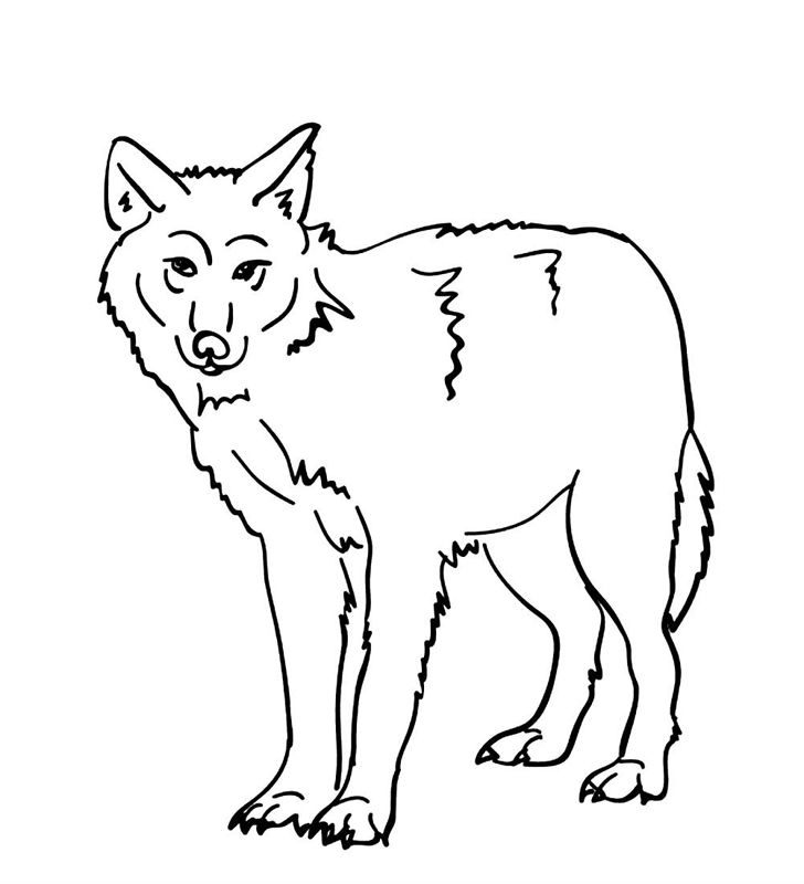 Lupi