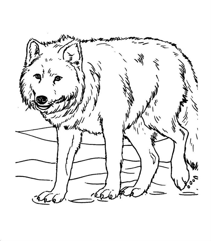 Lupi