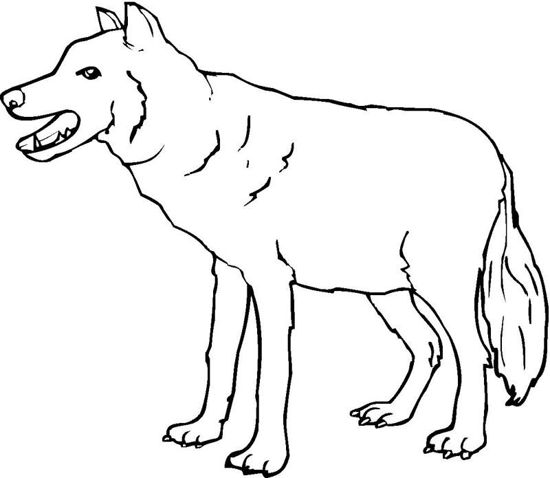 Lupi
