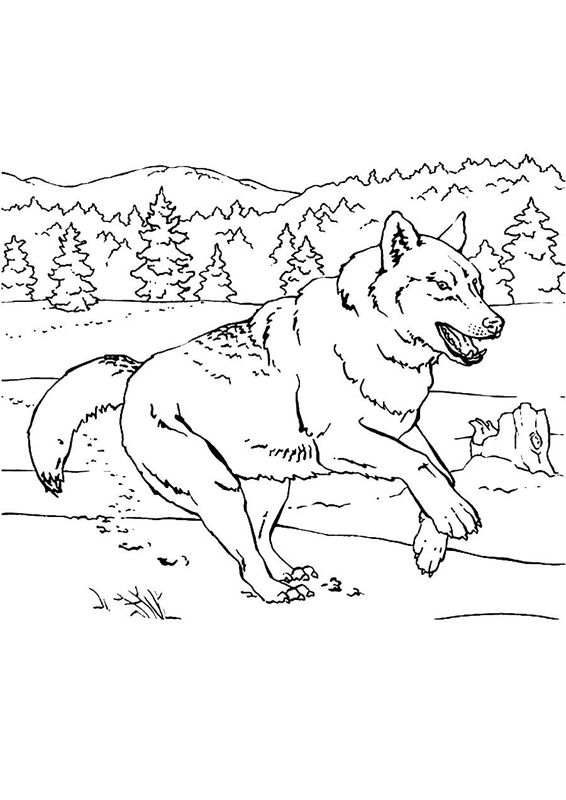 Lupi