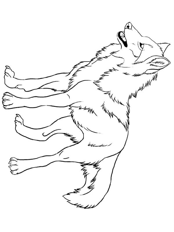 Lupi