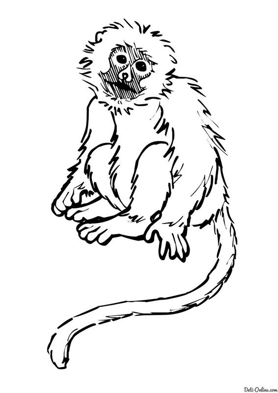 Maimute