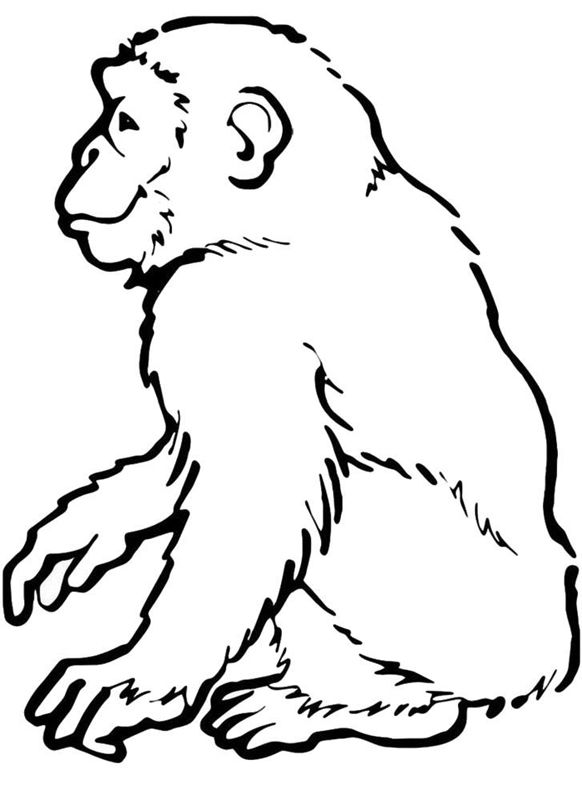 Maimute